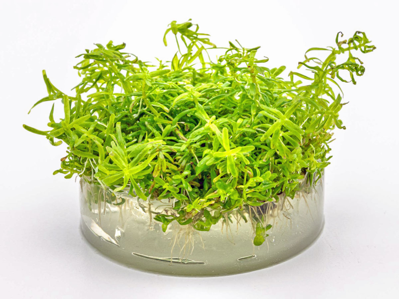 Grazile Rotala - Rotala sp. ´Wayanad´ in vitro